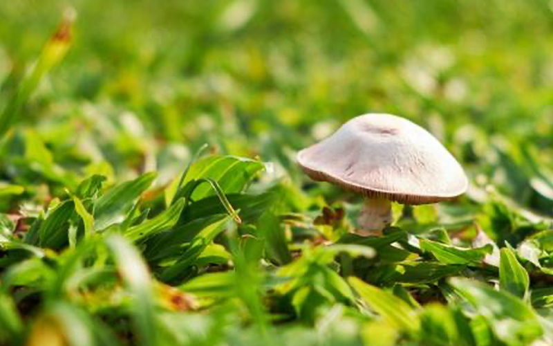 Chaga Mushrooms for Skin Beauty? Who Knew?